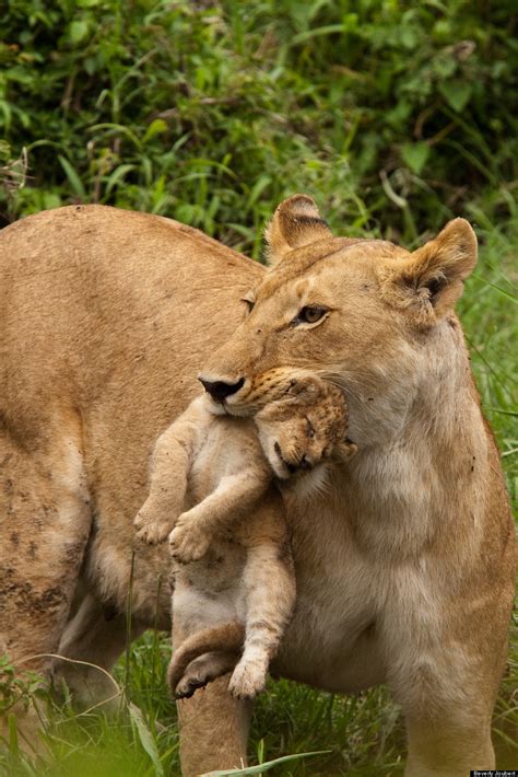 23 Photos Of Lions To Get You Pumped For Big Cat Week