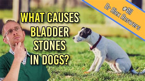 The other common type of stone is calcium oxalate bladder stones. What is the Cause of Bladder Stones in Dogs (and how to ...