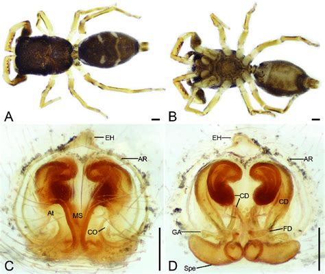Synagelides Triangulatus Sp Nov Holotype Female A Habitus Dorsal