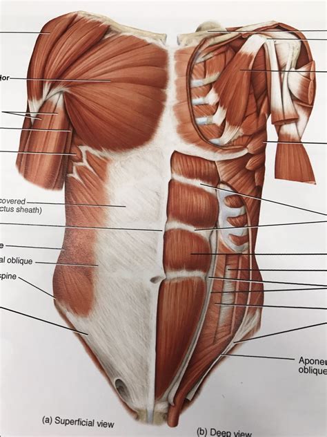 Printable muscular system blank diagram. Muscles Of The Trunk Diagram - General Wiring Diagram