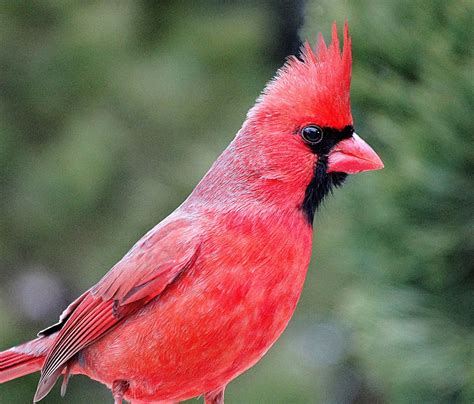 Male Cardinal Arizona Cardinals Cardinals Cardinals Nfl