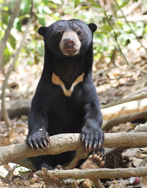 Malayan Sun Bear Malaysian Wildlife