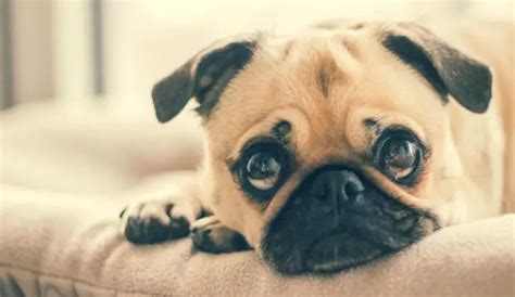 12 Reasons Why Pugs Are Simply The Best Dogs Ever Pet Norms