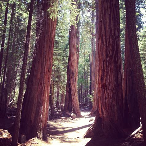 Everyone Needs To Experience The Majestic Redwoods In Yosemite California Yosemite Yosemite