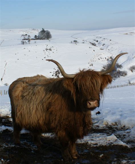 Highland Cow Scotland Winter Photograph Highland Cow Highland Cattle