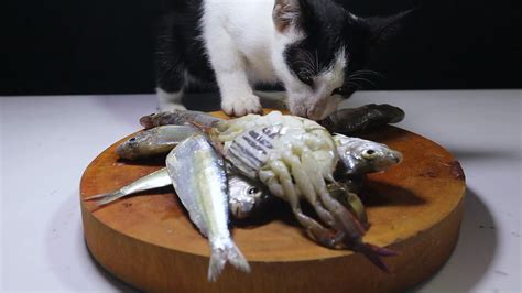 Asmr The Cat Eating Raw Fish Youtube