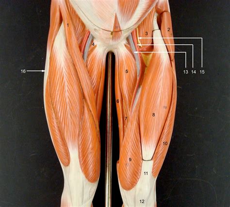 Anatomy Lab Photographs Lower Limb Muscles