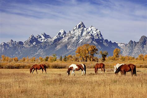 Horses At Grand Teton Photograph By Jack Bell Fine Art America