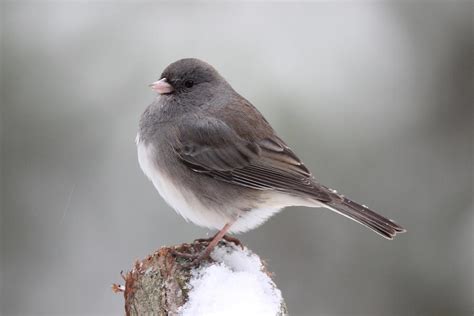 Winter Junco Photograph By Sue Feldberg Fine Art America