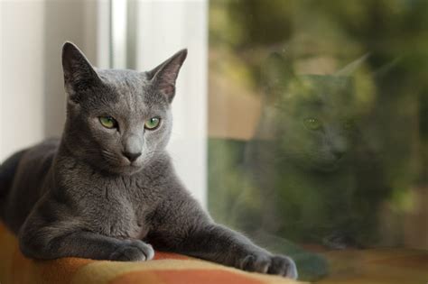 Maybe you would like to learn more about one of these? How Much Do Cats Cost? | Should I Get A Cat? | Cats ...