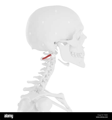 3d Rendered Medically Accurate Illustration Of The Obliquus Inferior