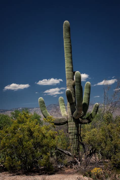 Saguaro Cactus Marty Cohen Photography