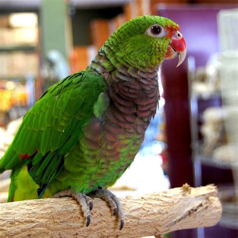 Vinaceous Amazon Parrot Birds For Sale