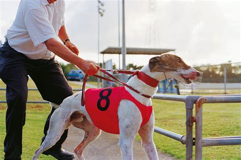 Greyhound Racing New Zealand Strikes Back At Spcas Call To End