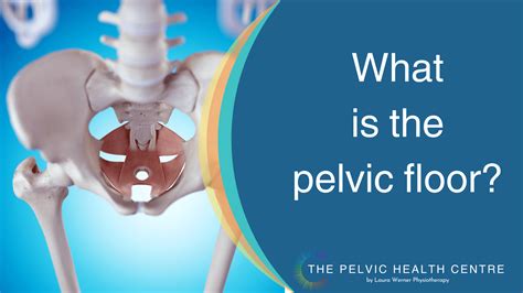 What Is The Pelvic Floor — Laura Werner Physiotherapy