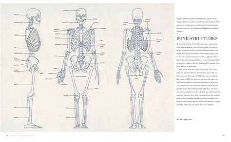 Basic Human Anatomy Roberto Osti