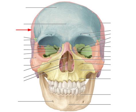 Cranial Bones And Markings Flashcards Flashcards By Proprofs