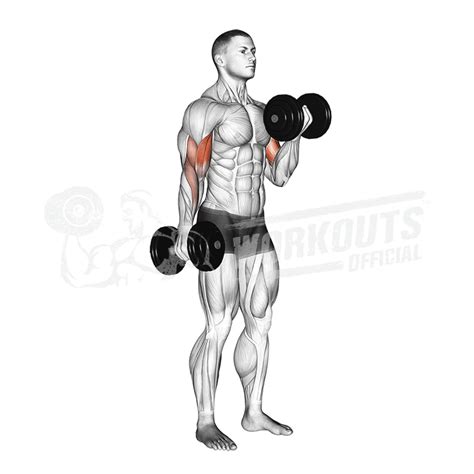 Barbell Hip Thrust Barbell Deadlift Biceps Workout Gym Workouts