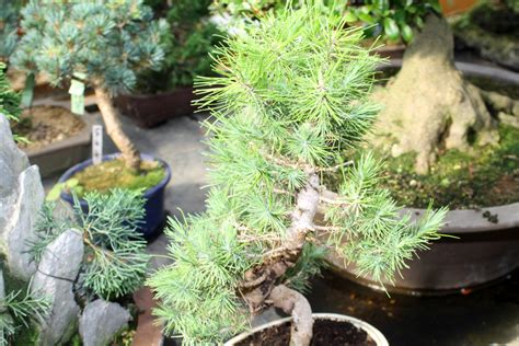 22 How To Care For A Pine Bonsai Tree Most Popular Hobby Plan