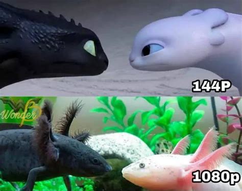 Toothless And Gf 9gag