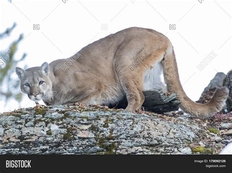 A Mountain Lion Hunts For Prey In A Snowy Forest Habitat Stock Photo