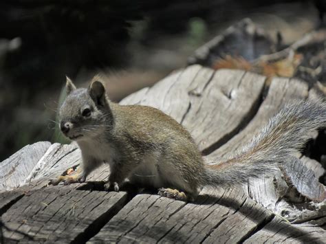 Mt Graham Red Squirrel Tamiscirus Hudsonicus Grahamensis Flickr