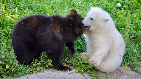 Grizzly Polar Bear Cubs Find Friendship At The Detroit Zoo