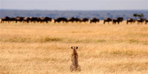 The Serengeti Great Migration January Yellow Zebra Safaris