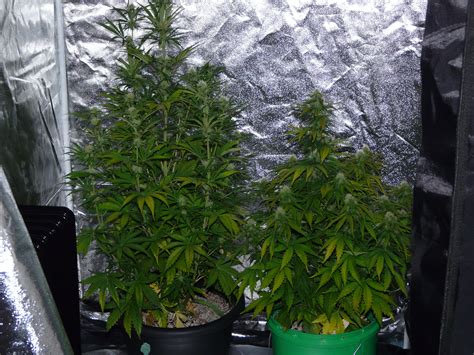 Why Yellowing Day 55 Auto Pineapple Punch And Grapefruit Haze 600w