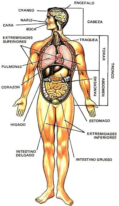 Dibujos Imagenes Biologia Sistema Aparato Dibujos Del Cuerpo Humano Y