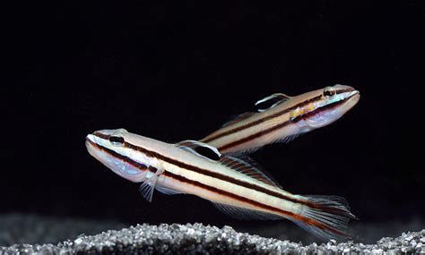 Awesome Fish Spotlight Valenciennea Helsdingenii Reef Builders The