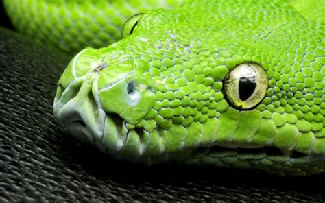 Green Snake Eyes Scales Head Close Up Wallpaper Animals