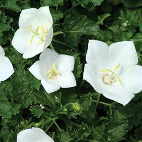 Campanula Carpatica Pearl White Bellflower Eberts Greenhouse