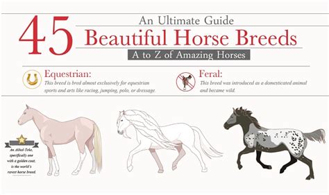 45 Beautiful Horse Breed A To Z Of Amazing Horses