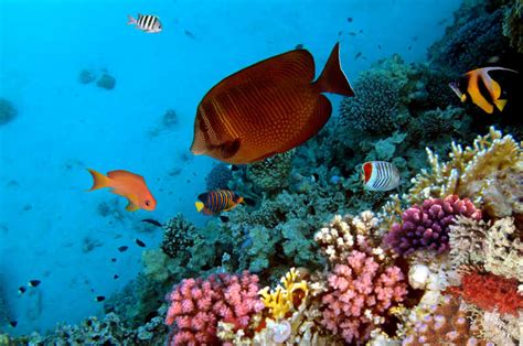 美丽的海底世界图片 珊瑚礁和五颜六色的热带鱼素材 高清图片 摄影照片 寻图免费打包下载