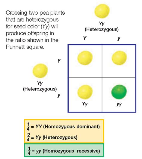 A Dihybrid Cross Involves The Crossing Of Just One Trait Heredity