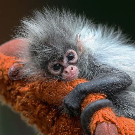 Baby Spider Monkey Animal Babies Pinterest