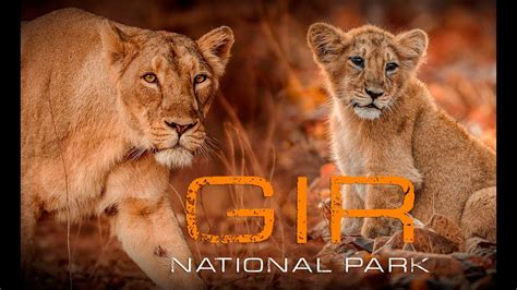 Gir National Park And Wildlife Sanctuary Youtube