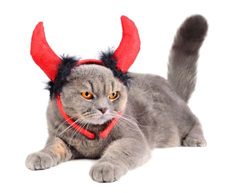 20 Cat Halloween Costume Ideas Pictures Cattime