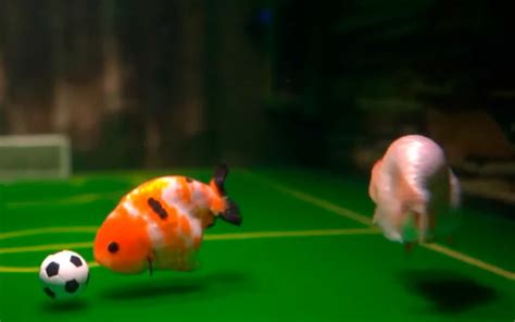 Soccer Playing Goldfish How To Teach Your Fish To Play Soccer 2023