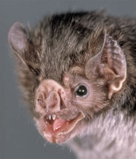 Vampire Bats Smithsonian Institution