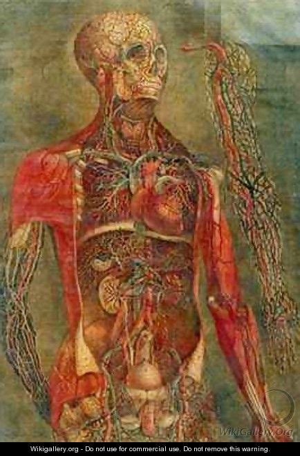Internal Organs Of The Body Jacques Fabien Gautier Dagoty