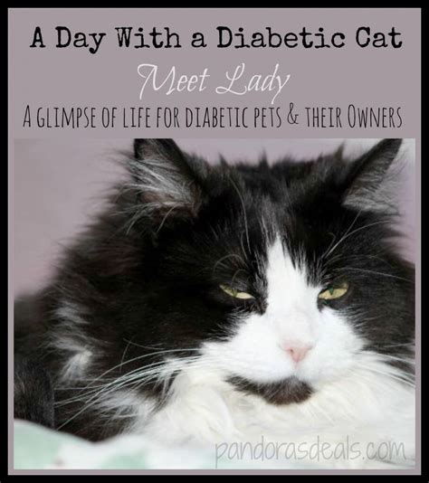 A Day With A Diabetic Cat Meet Lady See Mom Click