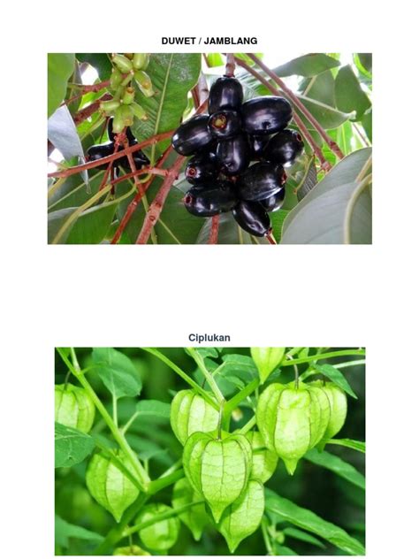 Check spelling or type a new query. Gambar Flora Dan Fauna Indonesia