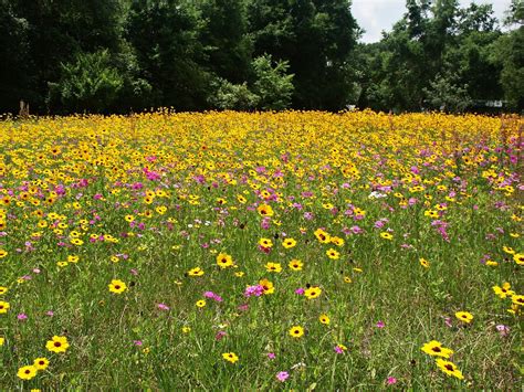 Field Of Wildflowers Free Photo Download Freeimages