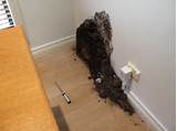 Termite Nests In Homes Pictures