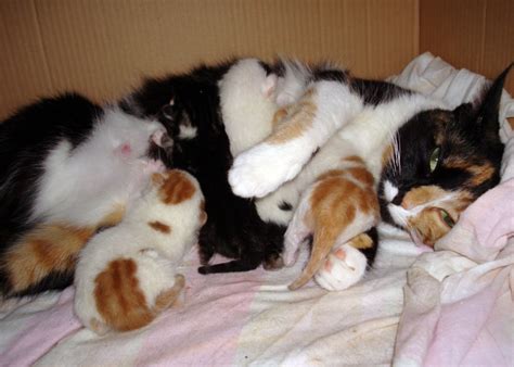 Raising Newborn Kittens Tips For Surrogate Cat Mothers