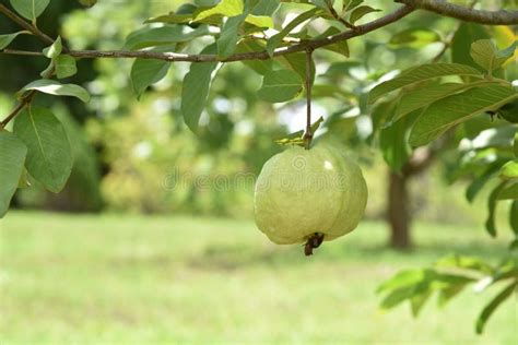 Organic Guava Fruit Green Guava Fruit Hanging On Tree In Agriculture
