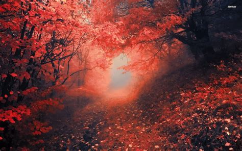 Red Forest Wallpapers Top Free Red Forest Backgrounds