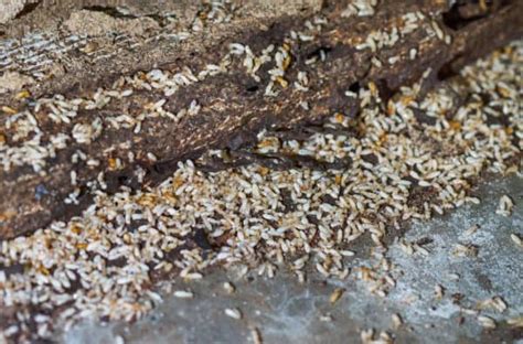 What To Do If You See Termites Swarming Termites Info